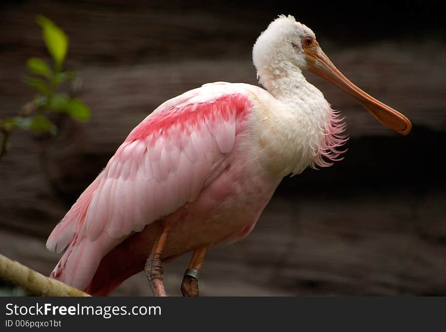 Pink Spoonbill Bird