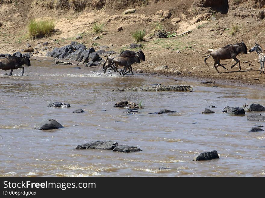 Crocodile waiting at the Mara River. Crocodile waiting at the Mara River