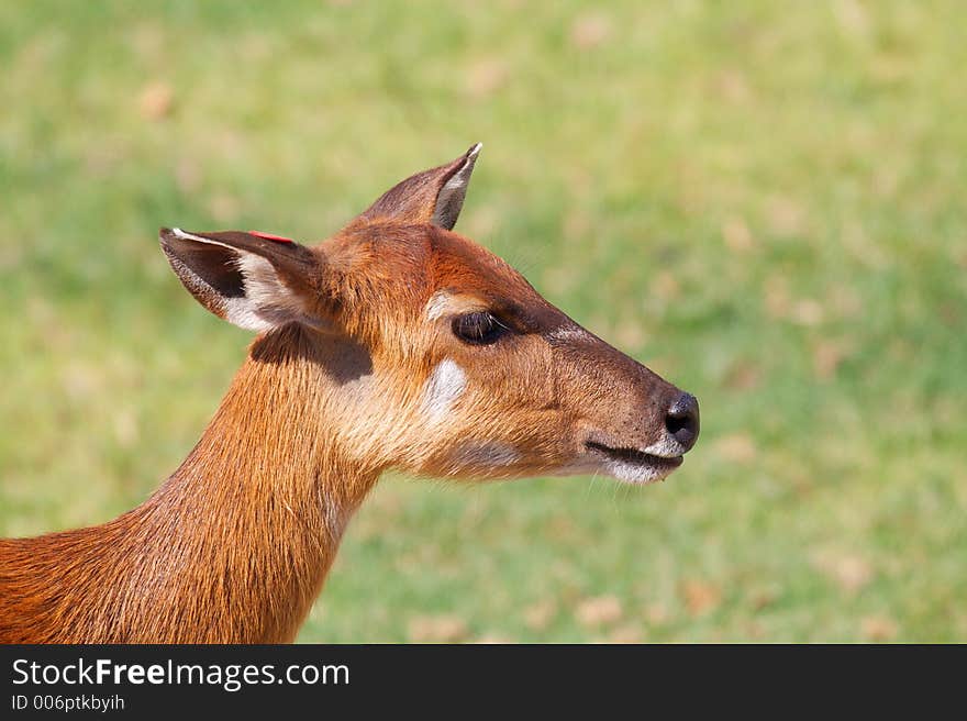 Impala