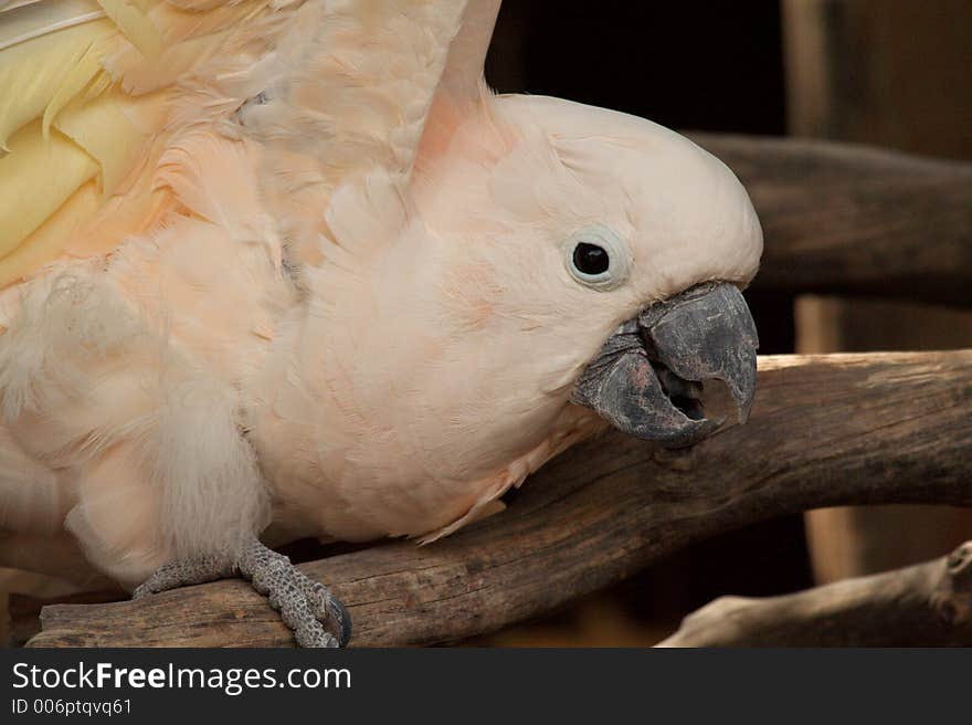 Moluccan Cockatoo