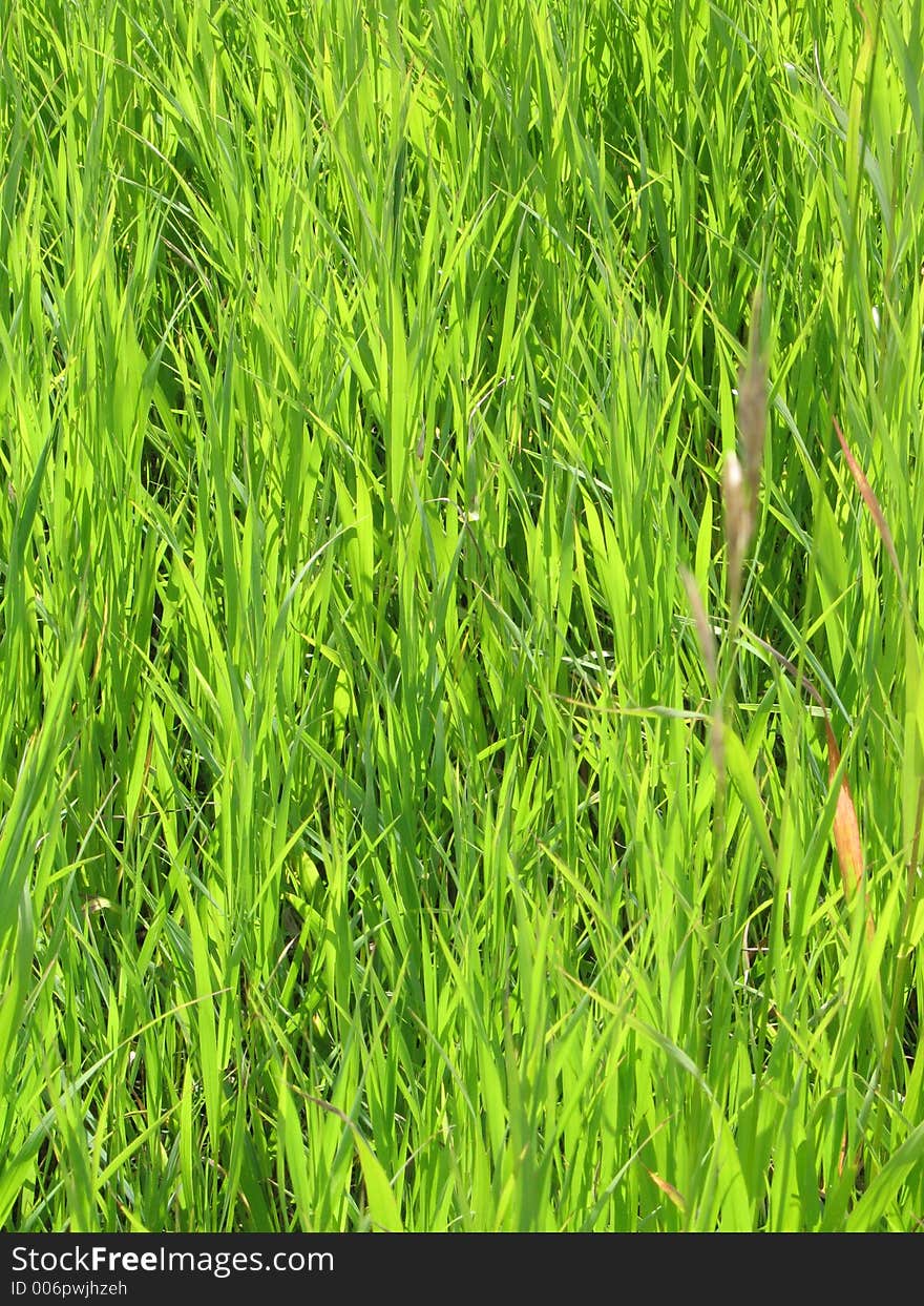 Green grass background