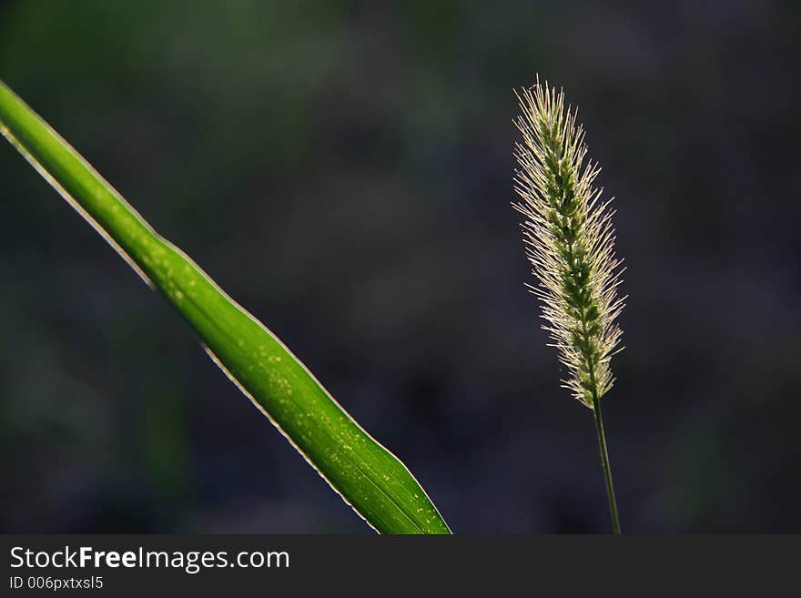 Grass on the dew