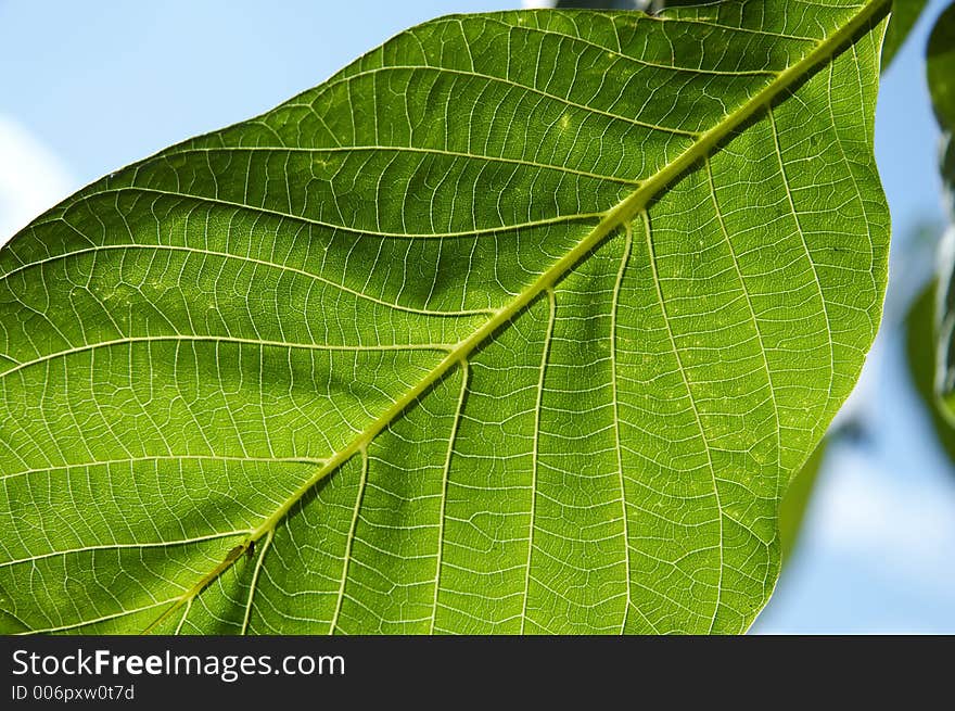 Green nut-tree