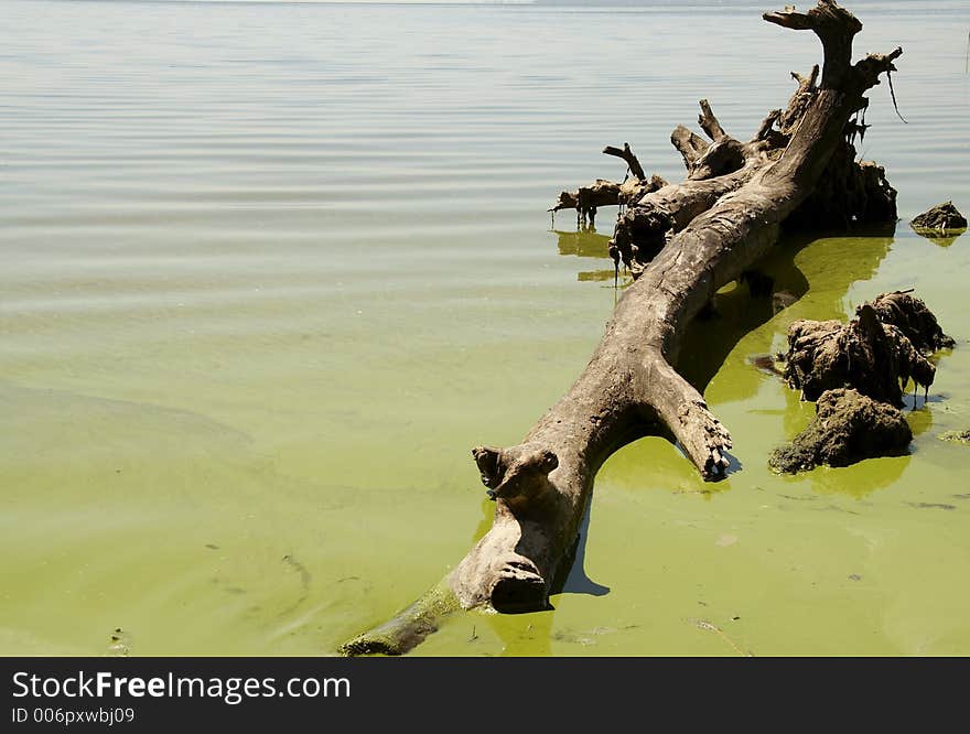 Green water and wood