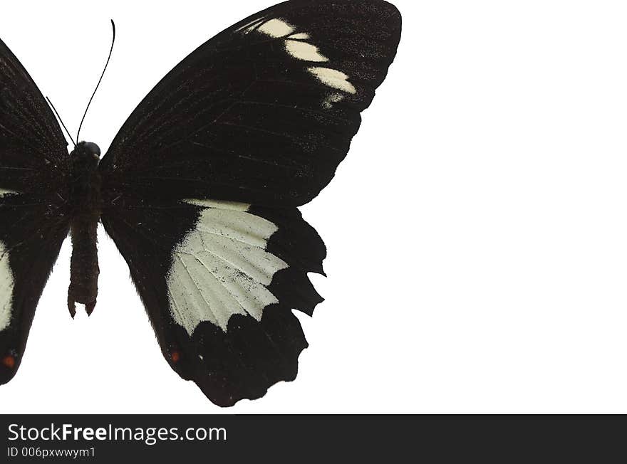 Black butterfly isolated on a white background. Black butterfly isolated on a white background