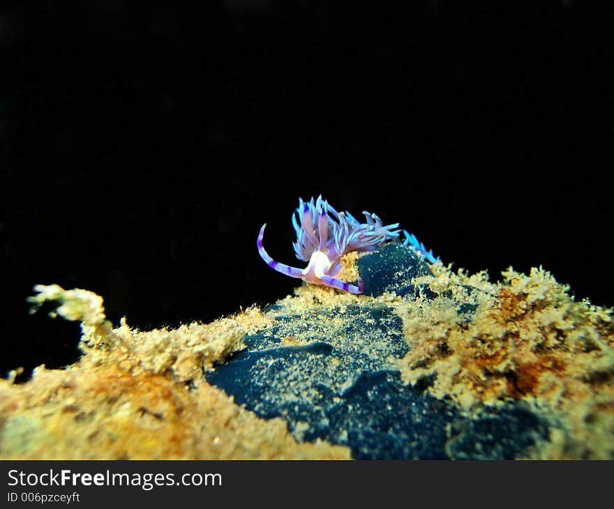 Nudibranch