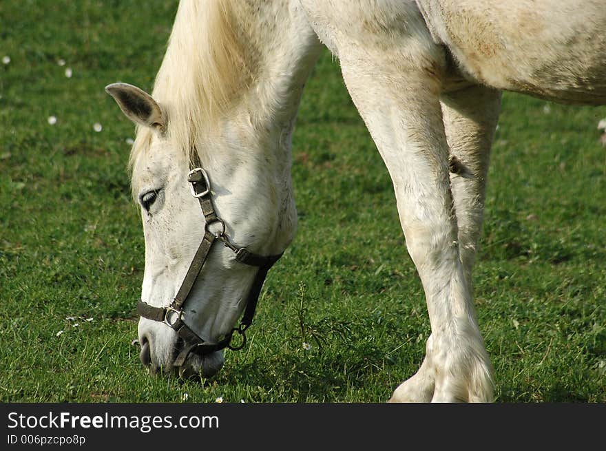 A white horse eating