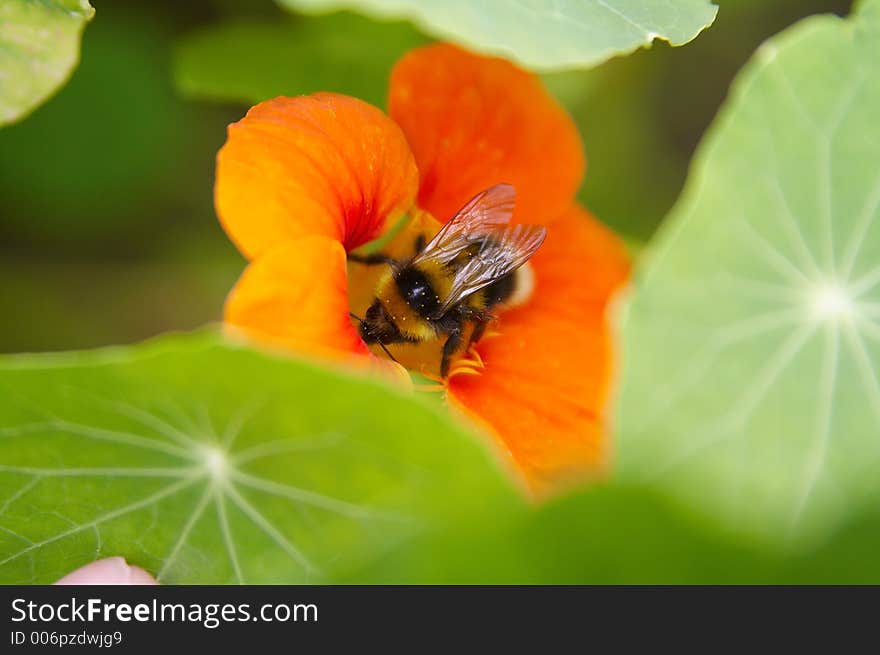 A bumblebee