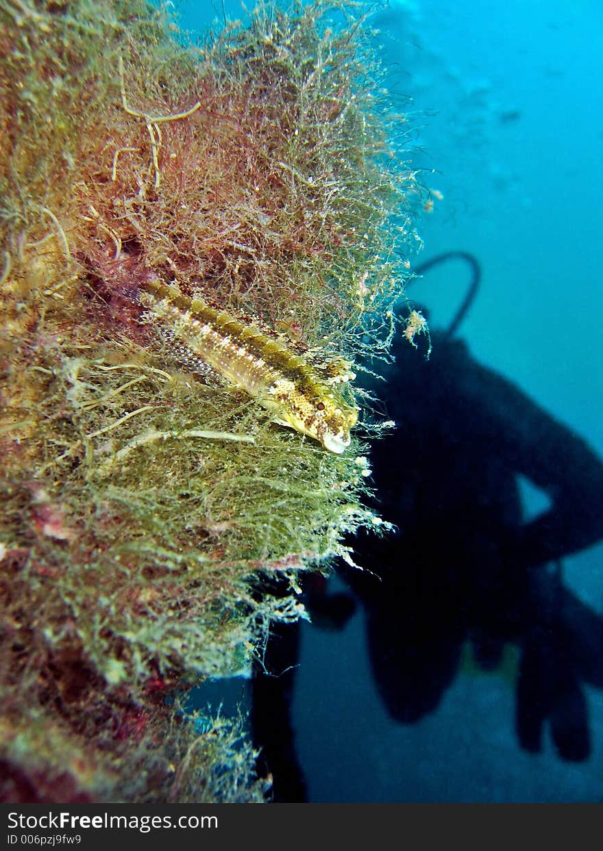 This fish takes refuge in the colony of softcorals growing on a rope. This fish takes refuge in the colony of softcorals growing on a rope