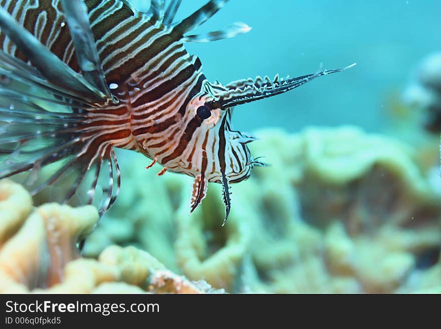 Lion Fish