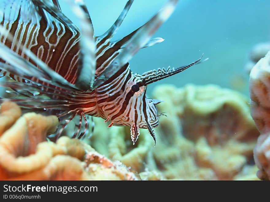 Resting Lion Fish