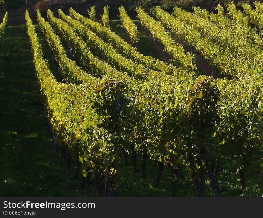 In the  alsacian vineyards in autumn in the countryside a sunny day