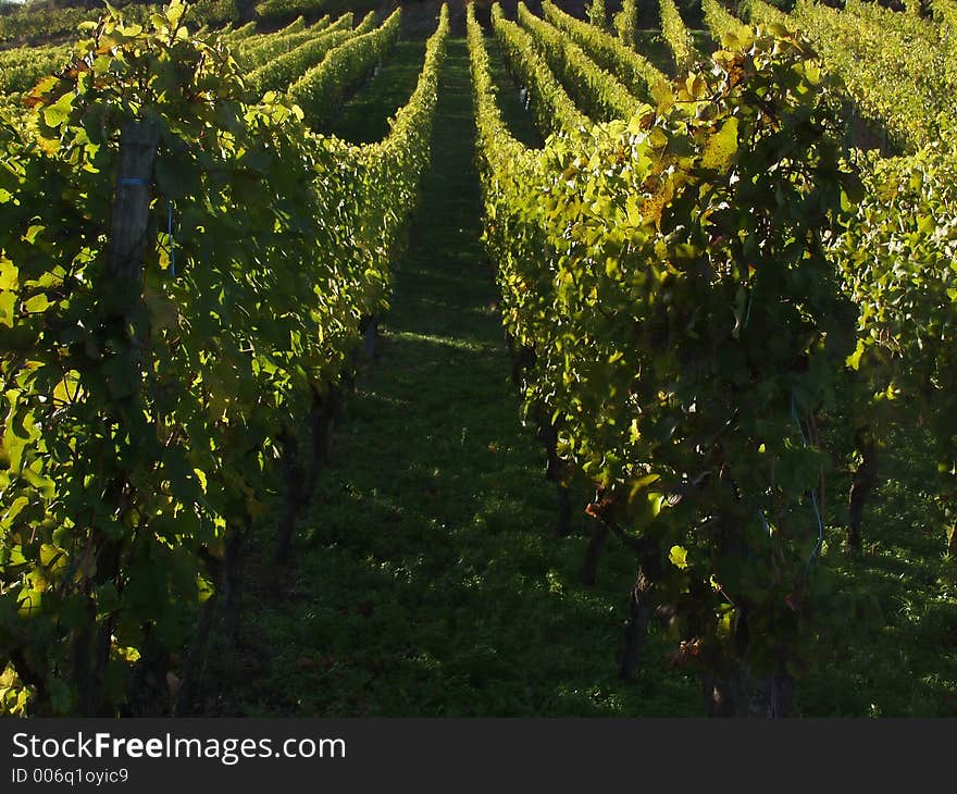 In the  alsacian vineyards in autumn in the countryside a sunny day