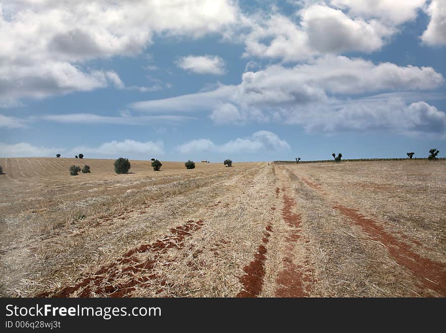 Field Landscape