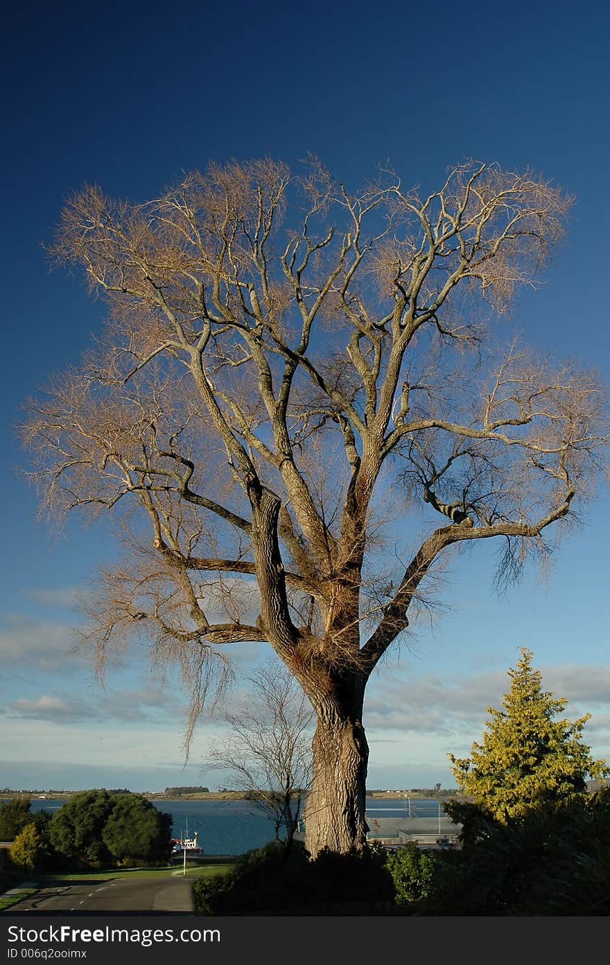 Mature tree leafless against blue sky. Mature tree leafless against blue sky