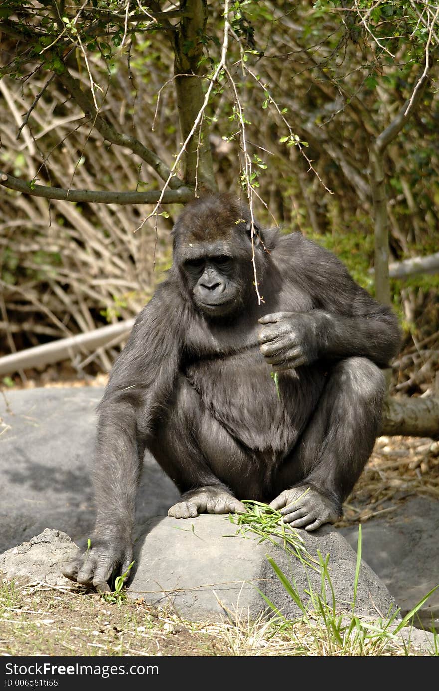 Gorilla meditation