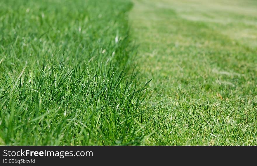 Cutted grassland