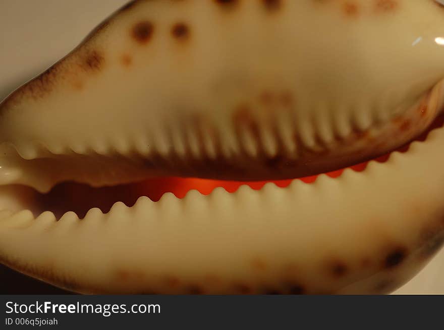 Close-up of a sea-shell with back light