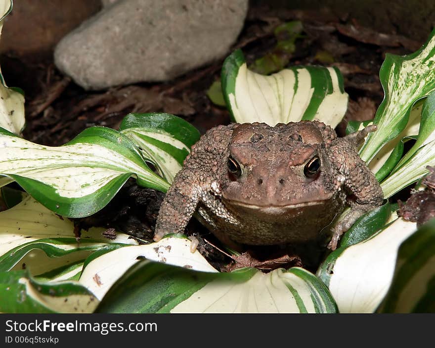 Toad Face