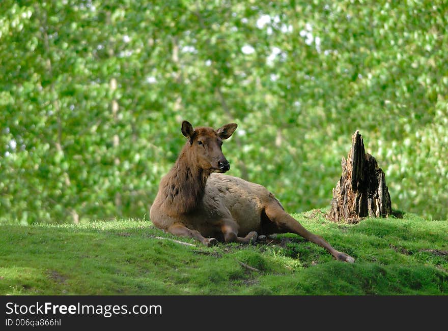 Elk