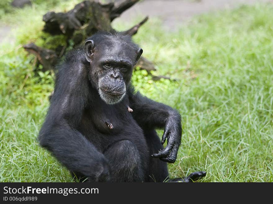 Chimpanzee