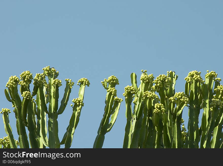 Cactus with blue sky