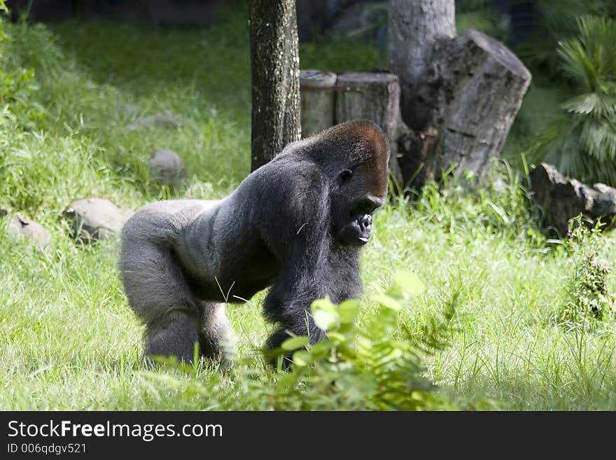 African Gorilla