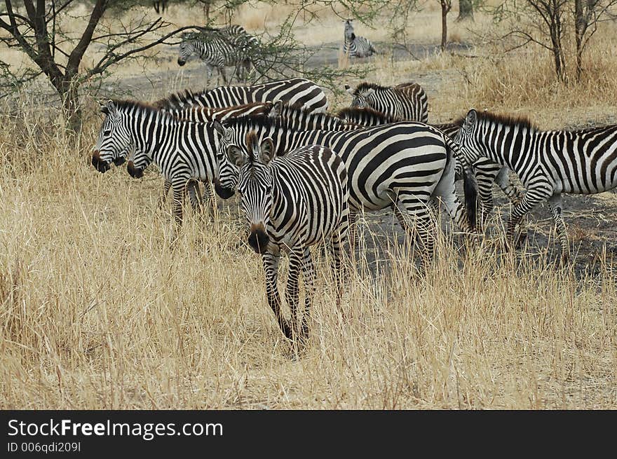 Herd Of Zebra