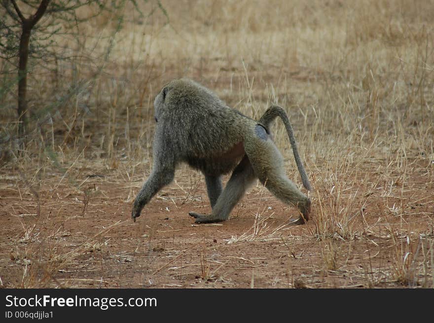 Monkey in Tanzania