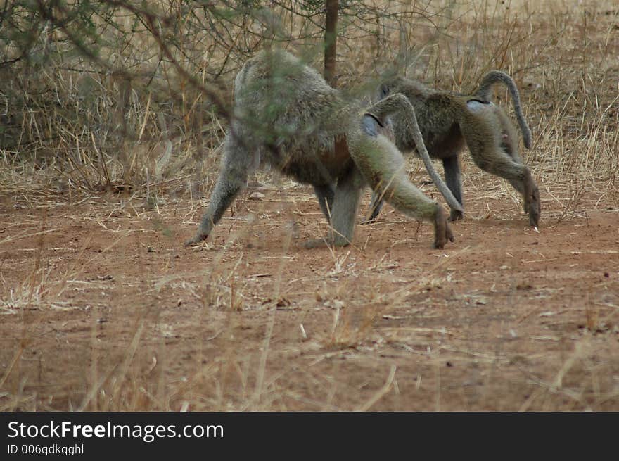 Two Monkeys in Tanzania. Two Monkeys in Tanzania