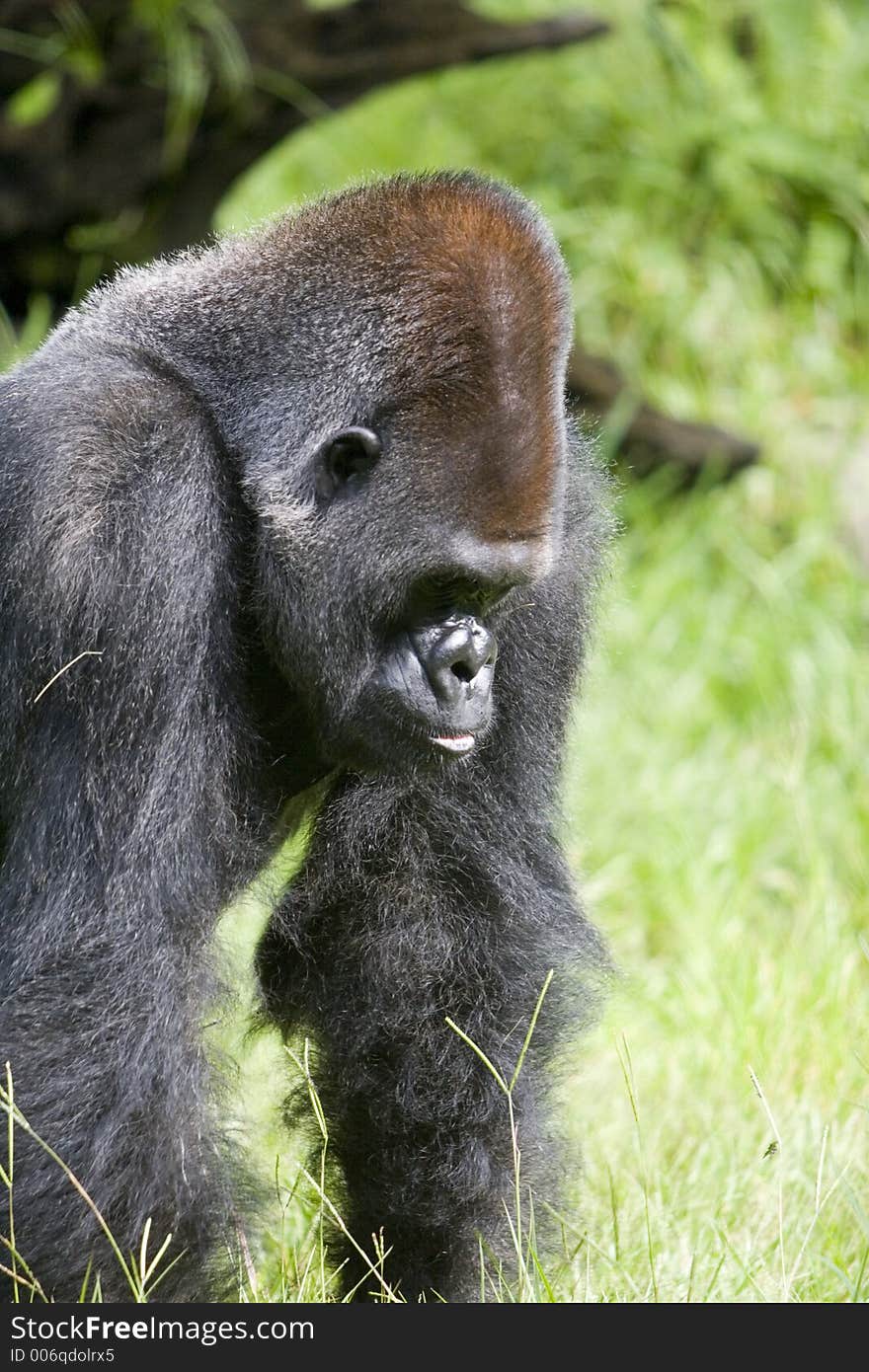 African Gorilla