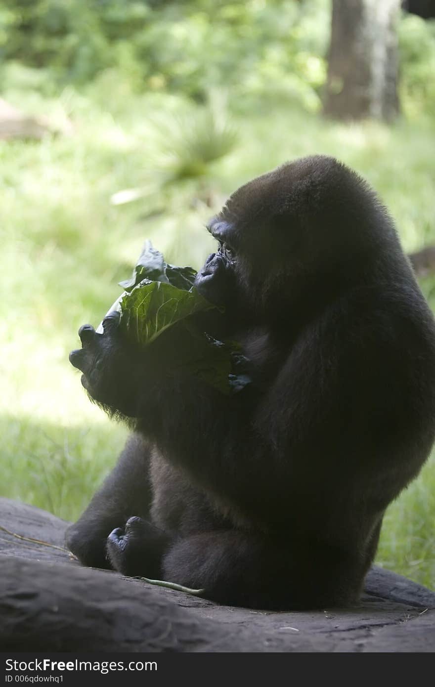 African Gorilla