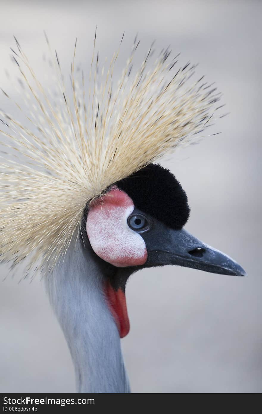 Crown Crane