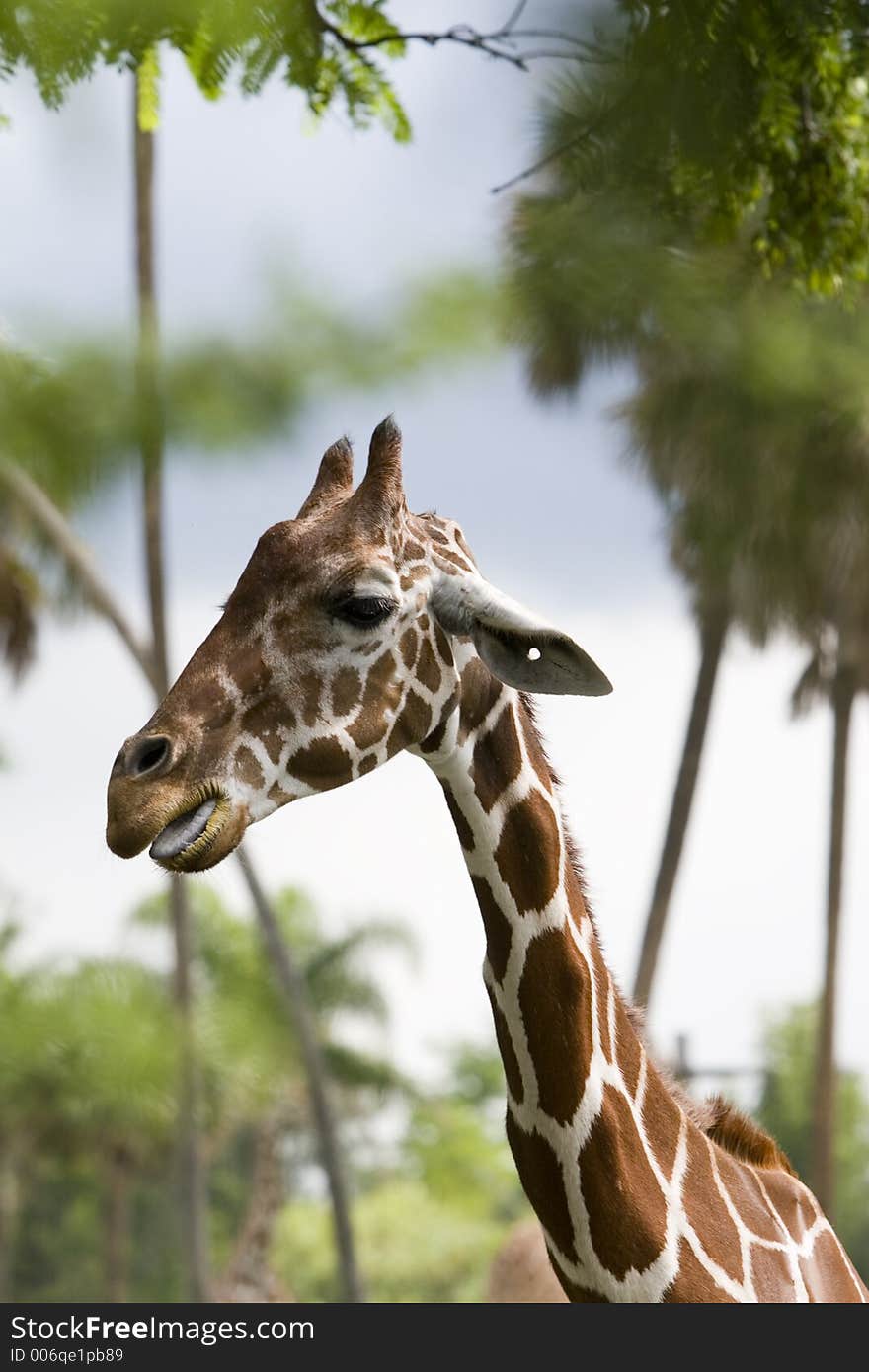 African Giraffe