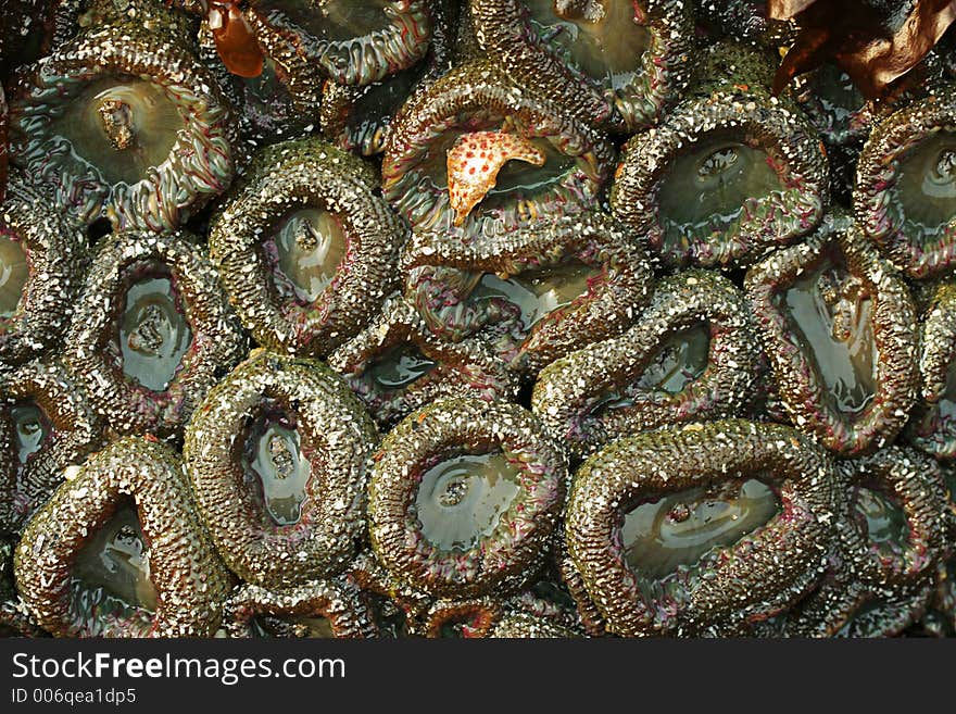 Sea Anemone Colony