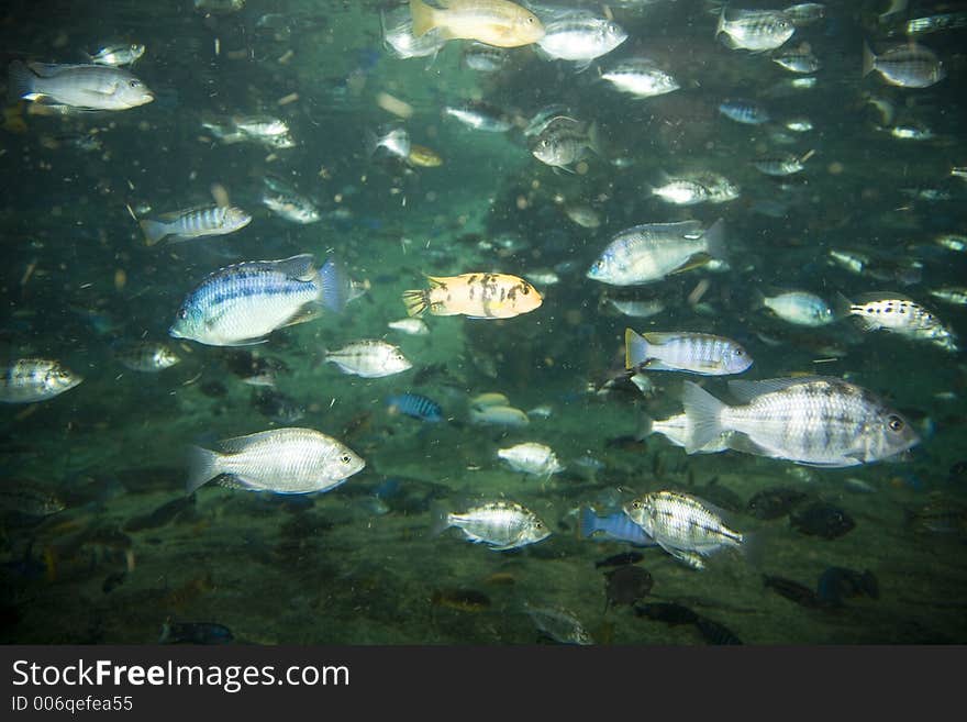 Fish in aquarium