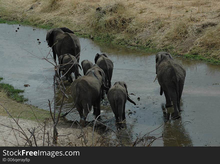 Elephants for a stroll in Tanzania. Elephants for a stroll in Tanzania