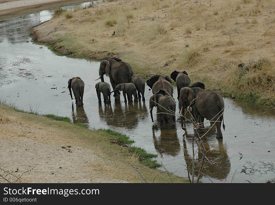 Elephants for a stroll in Tanzania. Elephants for a stroll in Tanzania