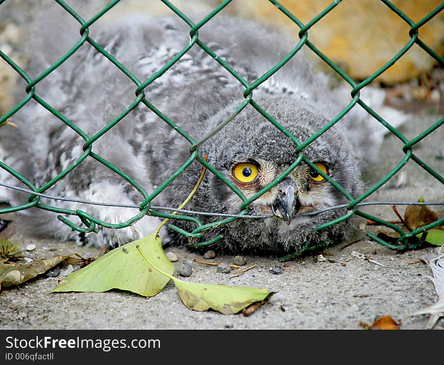 Snow owl nestling. Snow owl nestling