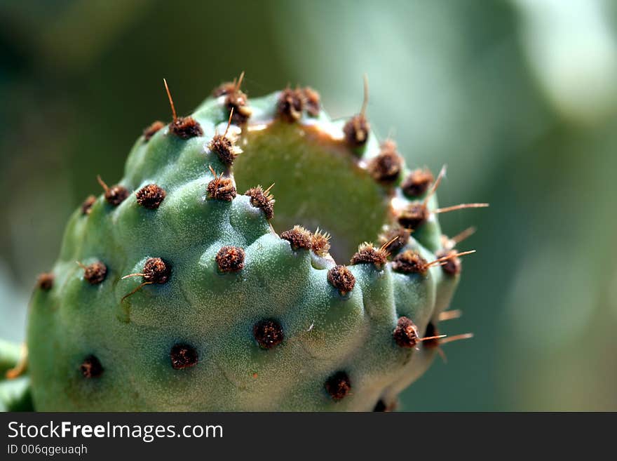 Prickly