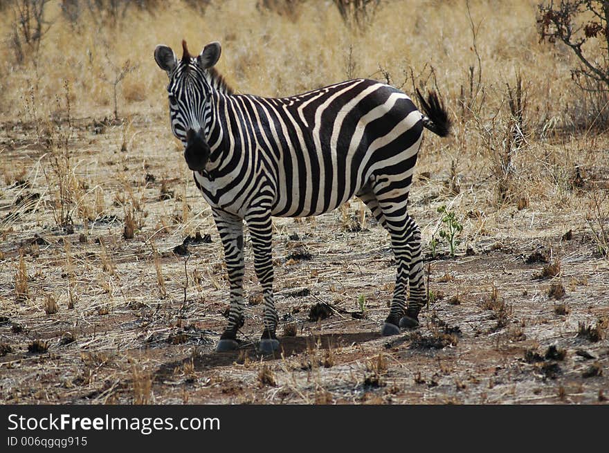 Zebra swishing it's tail. Zebra swishing it's tail