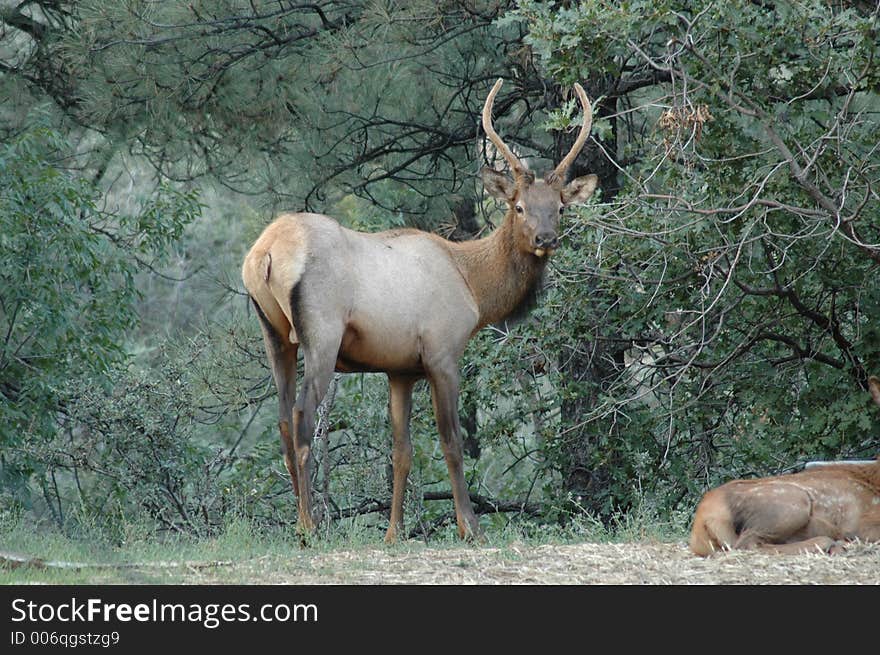 Bull Elk