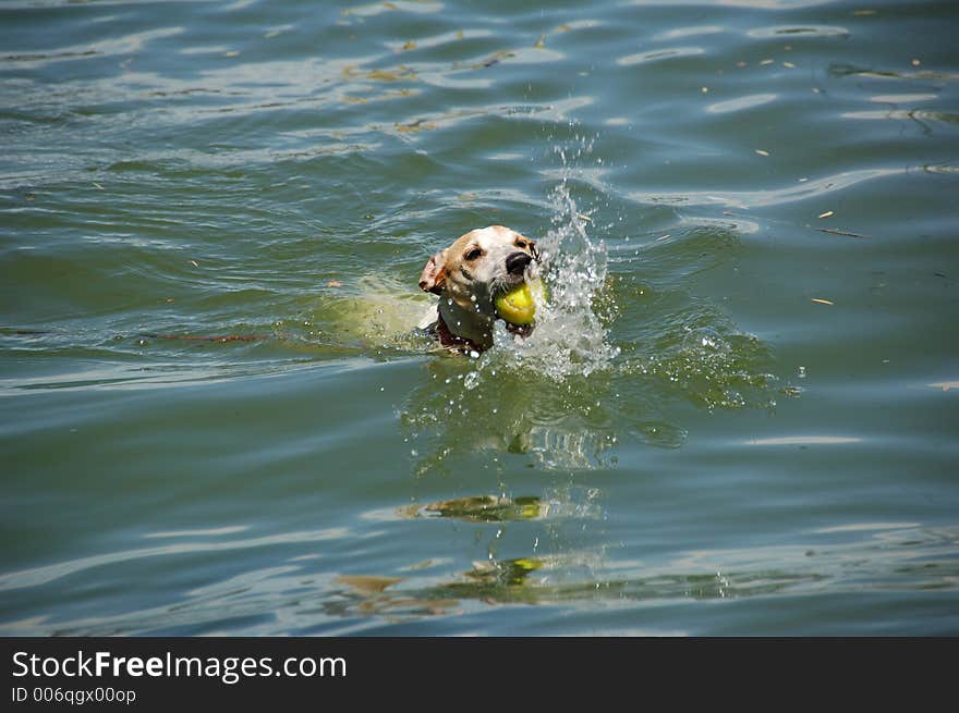 Jack Russell Terrier dog retrieving a tennis ball. Jack Russell Terrier dog retrieving a tennis ball