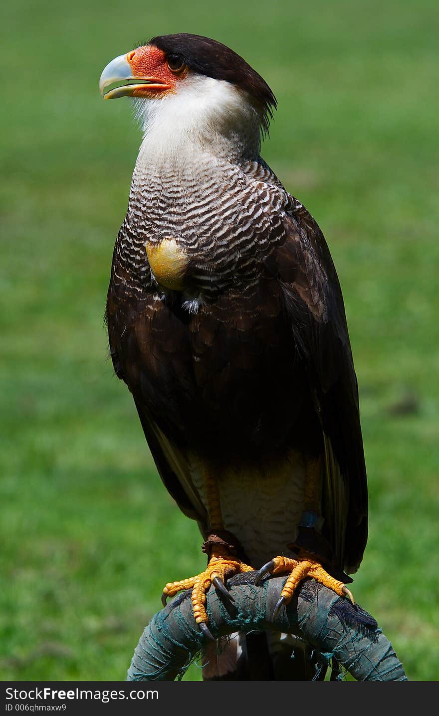 Crested Caracara