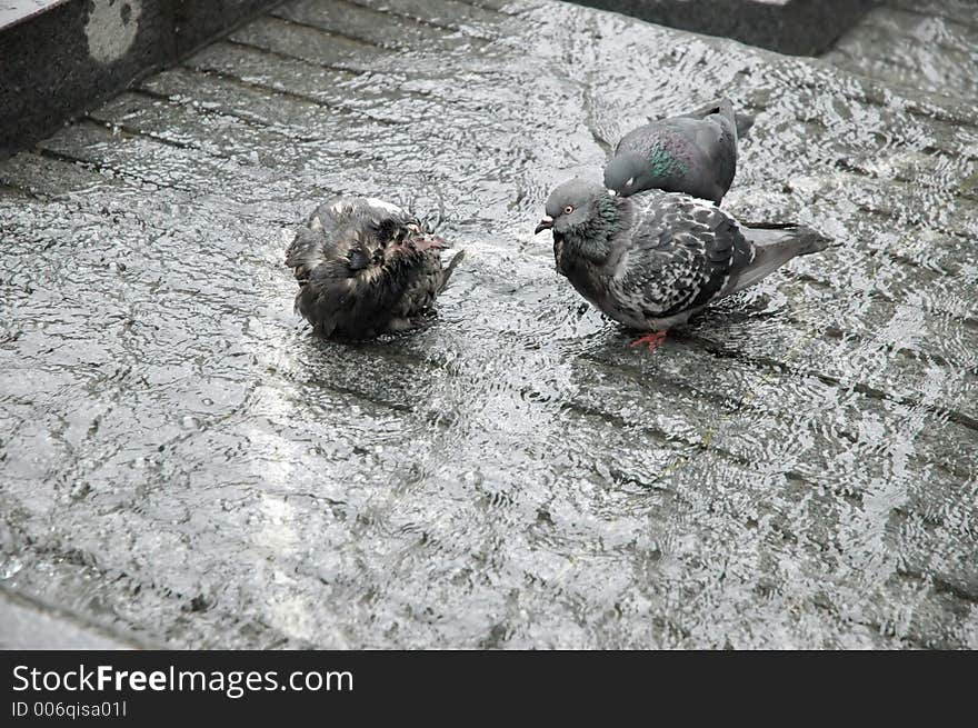 Pigeon bath