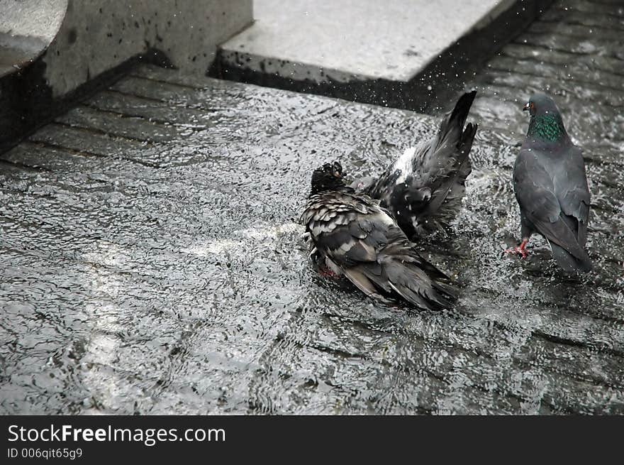 Pigeon Bath