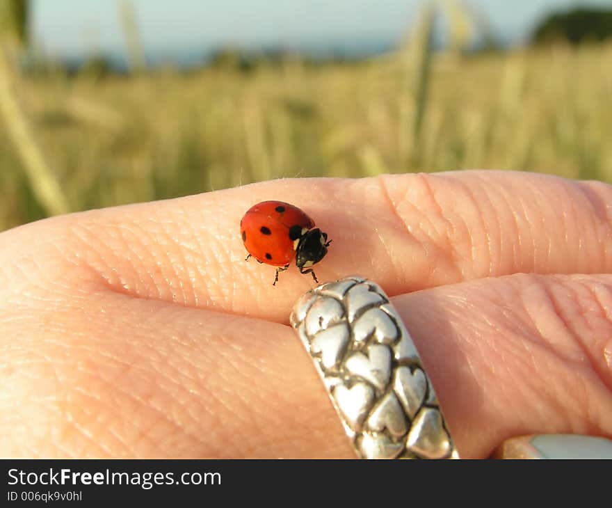 Ladybird on hand