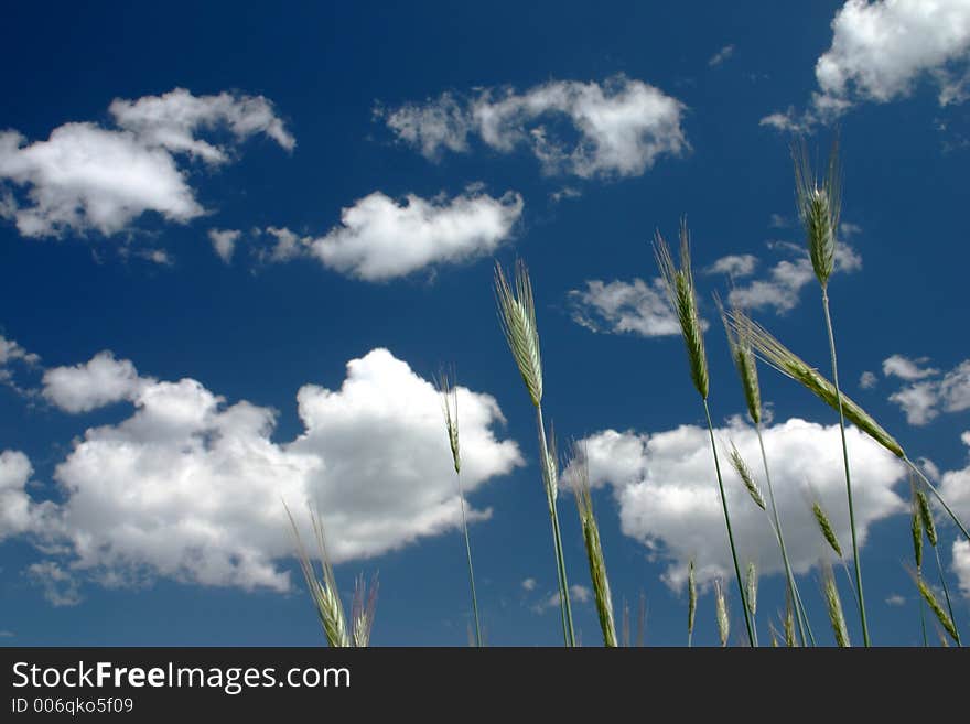 Clouds in the sky