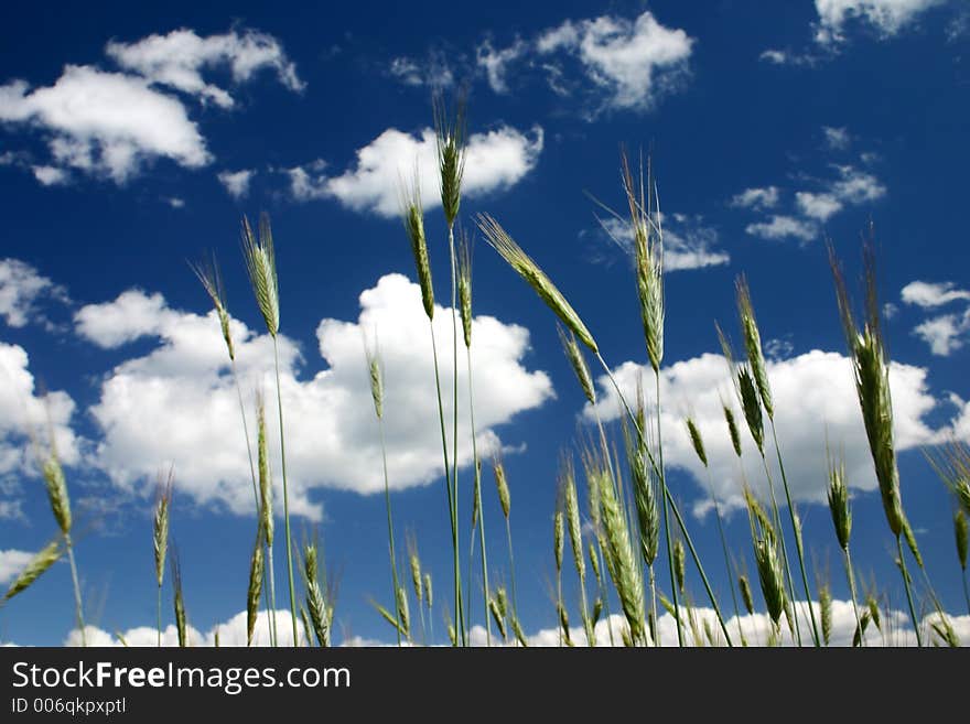 Sky seen through the straws of rye