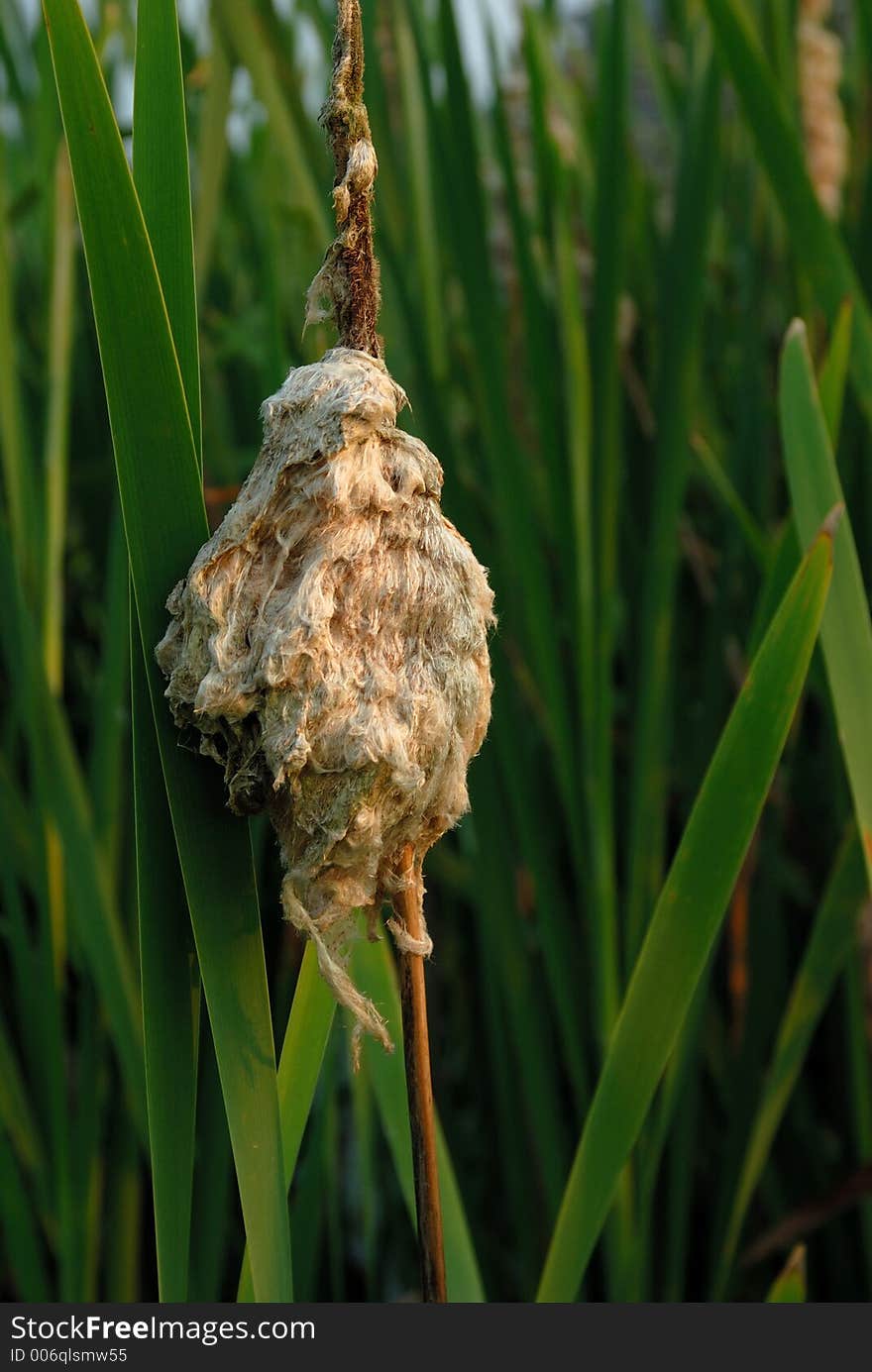 Deteriorating marsh punk in swamp